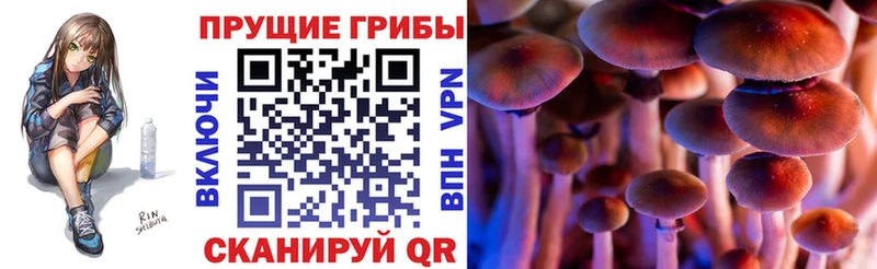 Галлюциногенные грибы Psilocybe где найти Красавино